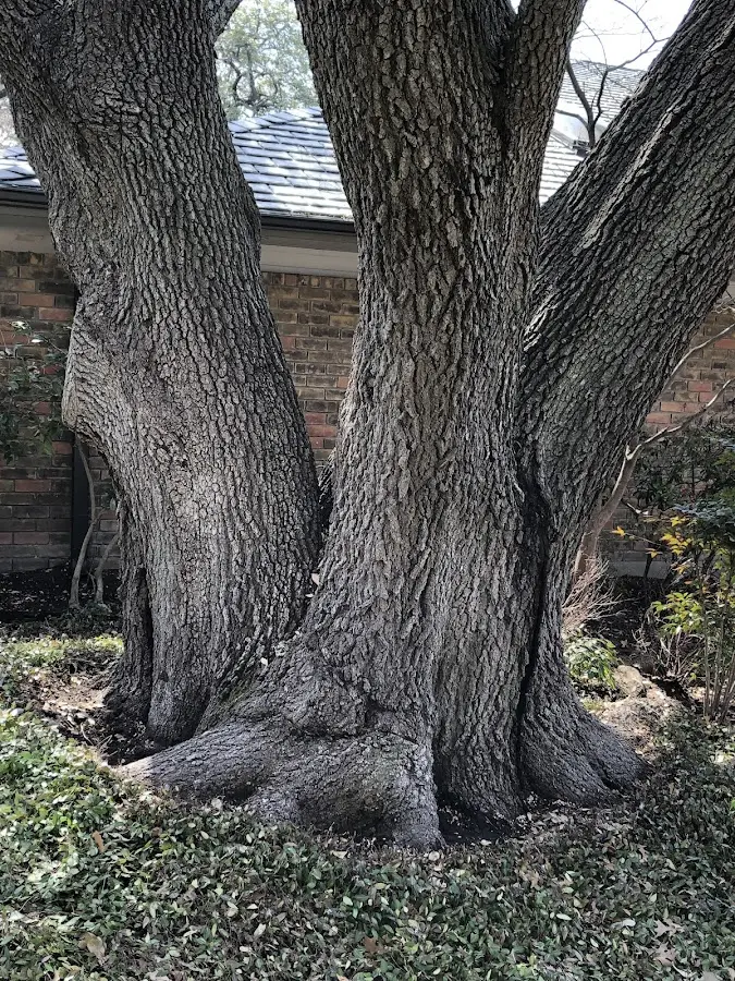 Mature heritage tree close to a Newcastle property cared for by certified arborists